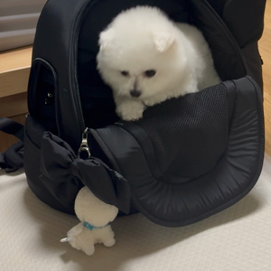 펫플루언서 이미지