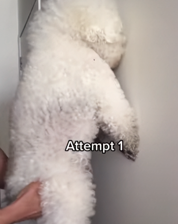 81984749f74f2b70cec41d33011b0cf9_1746602060_6418.png