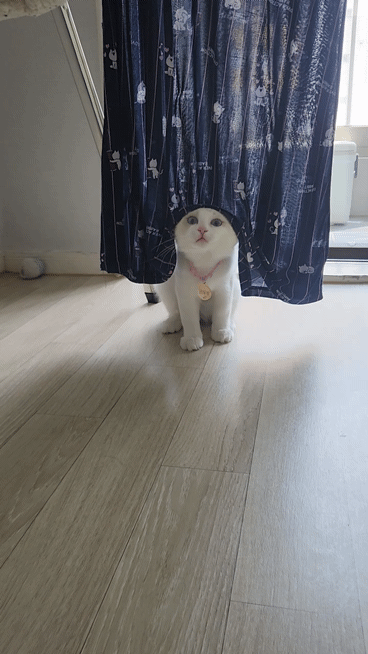 c8d2013a30a98a9419fb4a2169944409_1747793620_5526.gif