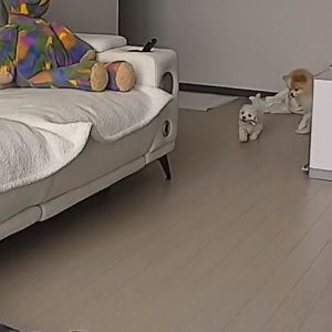 펫플루언서 이미지