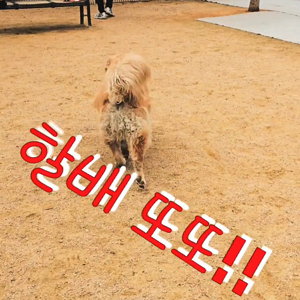 펫플루언서 이미지