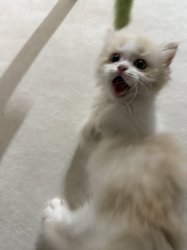 996f59f9aeb23a397935c36d70185209_1747031451_3998.jpeg
