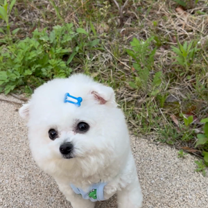 펫플루언서 이미지