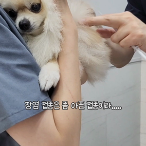 펫플루언서 이미지