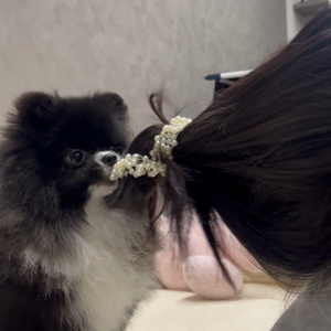 펫플루언서 이미지