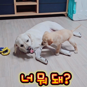 펫플루언서 이미지