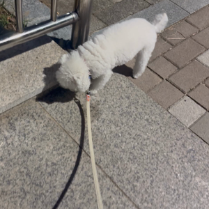 펫플루언서 이미지