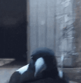 0d70d84b0cdf85aa0be9cb3caa7cf498.gif