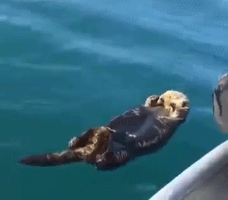 104911_0a5d84fe92678b4f3dfb1f2b34b786d5.gif