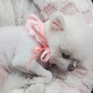 펫플루언서 이미지