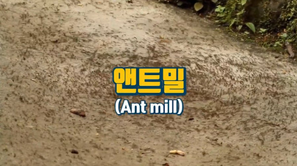 1000017745.jpg 개미떼가 빙글빙글 돌다 죽어나가는 현상