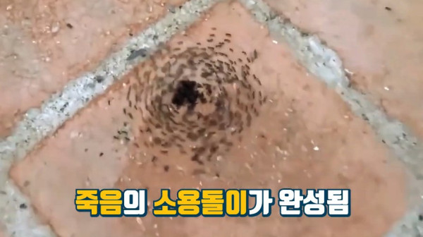 1000017777.jpg 개미떼가 빙글빙글 돌다 죽어나가는 현상