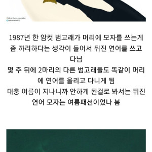 5 범고래의 패션.jpg