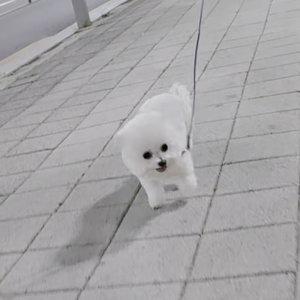 펫플루언서 이미지
