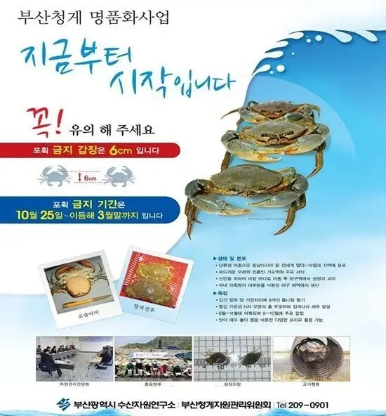 외래종 톱날꽃게 근황