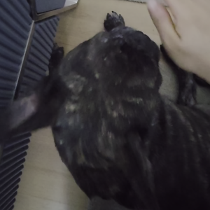 펫플루언서 이미지