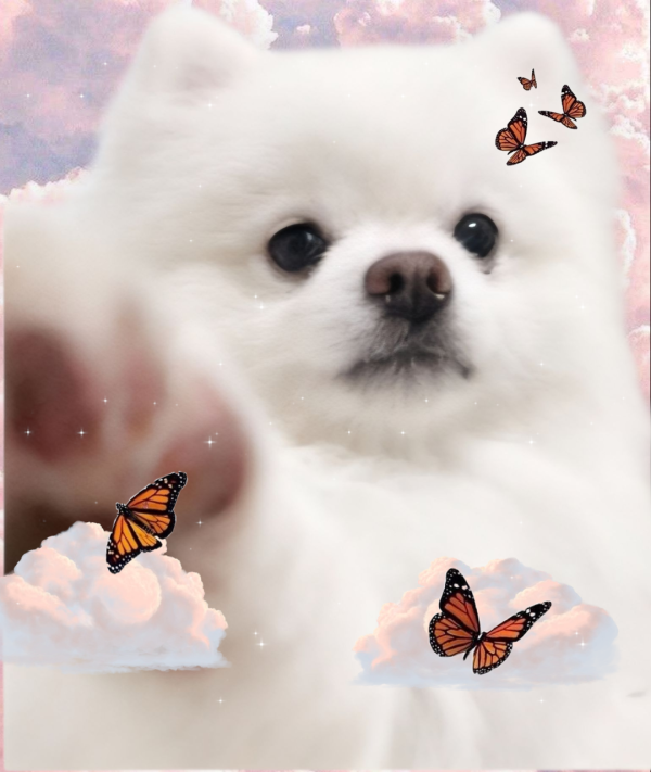 033ef4c719fd4e80161806d42f7e97ae_1760010672_5236.png