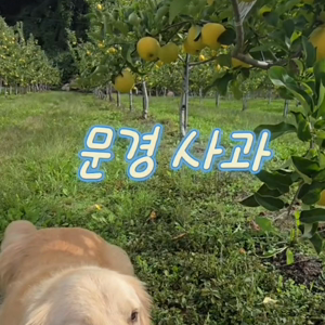 펫플루언서 이미지
