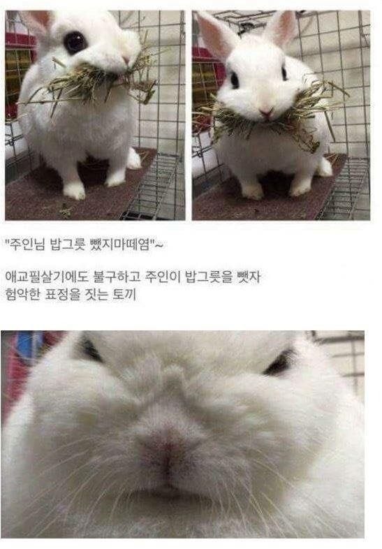 18 집사에게 밥그릇을 빼앗기자 험상궂은 표정을 짓는 토끼.jpg